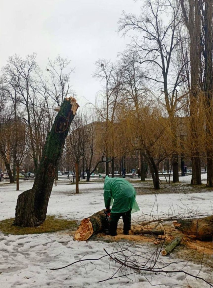 В Харкові сильний вітер змусив дерево впасти біля Держпрому