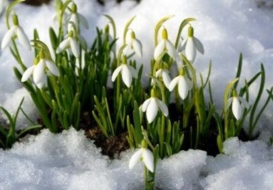 У Харкові попереджають про наслідки збору рідкісних квітів