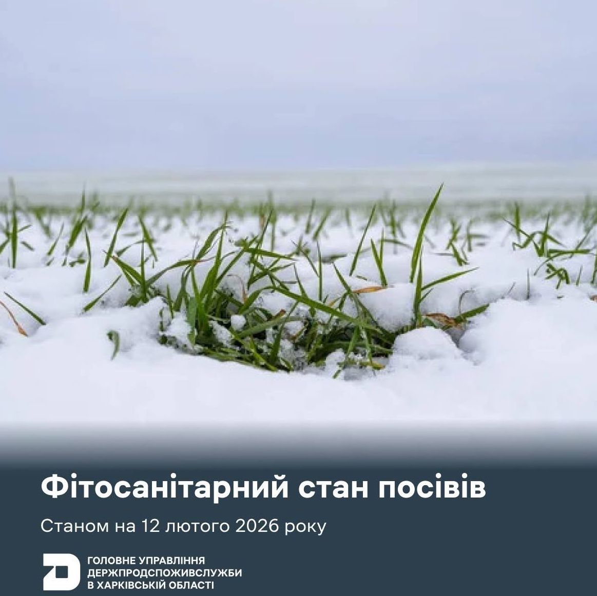 Зростання популяції гризунів на полях Харківщини: загроза для врожаю