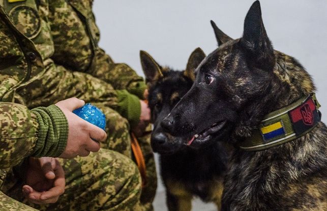 Службові собаки бригади «Скіф» допомагають відновлюватися пораненим військовим у Харкові