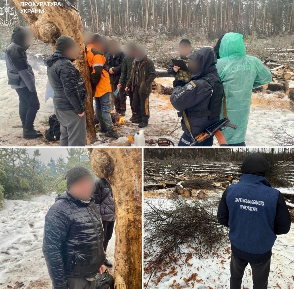 На Харківщині до суду передали справу про незаконну вирубку понад 80 дерев