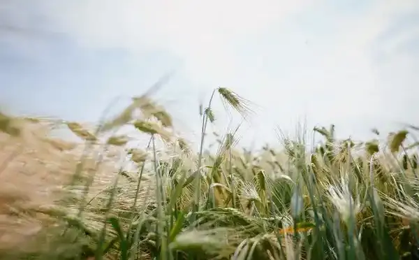 Метеорологічне літо на Харківщині: як посуха та дощі впливають на сівбу озимих