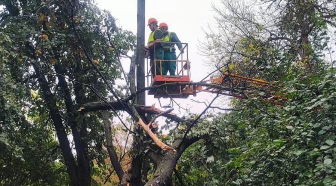 Ліквідація наслідків негоди в Харкові: комунальники прибирають повалені дерева та гілки