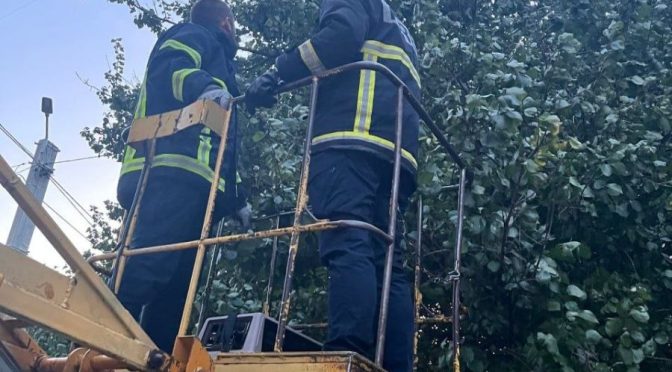 У Харкові комунальники врятували кішку, яка втекла на дерево після нападу собаки